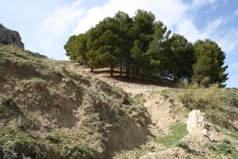 imagen-166-pinar-jpg