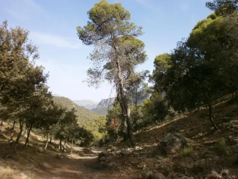 Llanos%20de%20Palomares-C%C3%A1rcheles1.jpg