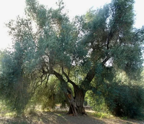 Oliva-de-Fuentebuena.jpg