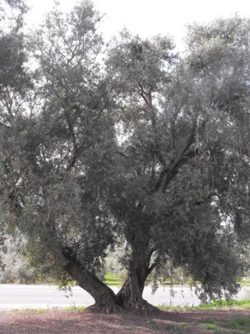 olivo.jpg
