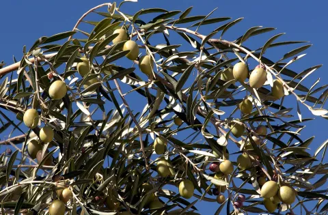 Aceitunas.jpg