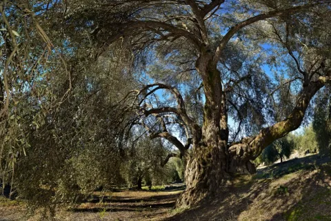 eb6c7c01c4e98e1f2578f9959463b973_2_XL.jpg