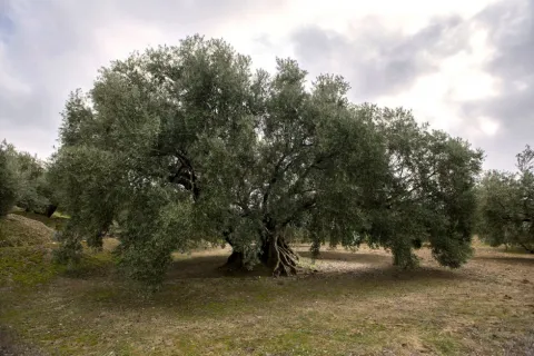 estaca-grande-1.jpg
