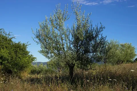 olivo-estaca.jpg