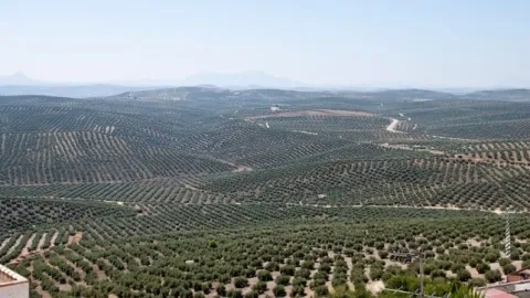 olivos%20%281%29.jpg