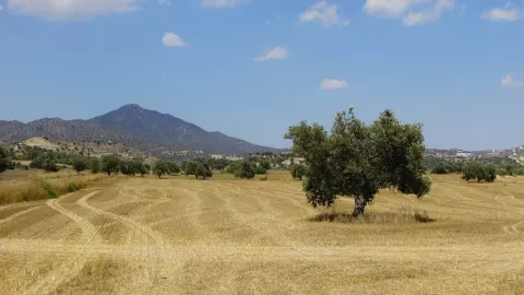 olive-tree-1495365_1920.jpg
