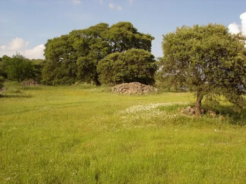 Encina%20Hermosa2.jpg