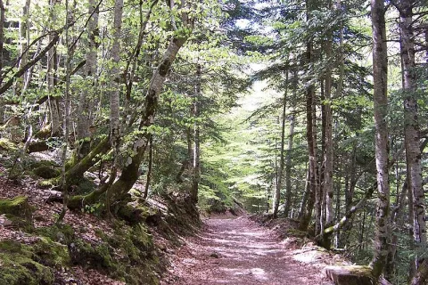 bosque.jpg