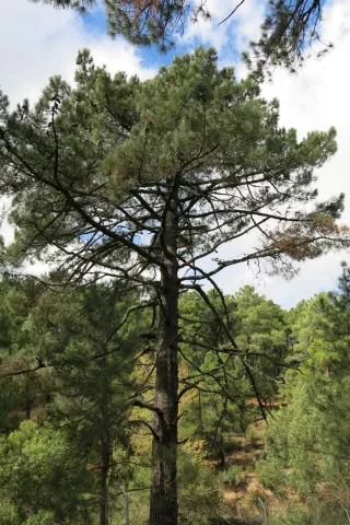 el-pino-laricio-pinus-nigra-el-pino-carrasco-pinus-halepensis-y-el-pino-resinero-pinus-pinaster-son-las-especies-resineras-por-excelencia-fundamentalmente-la-c3baltima.jpg