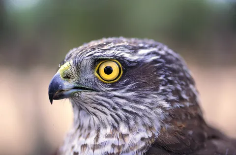 Natu136.jpg