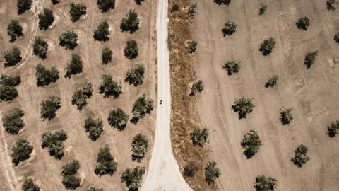 camino-olivos-jpg
