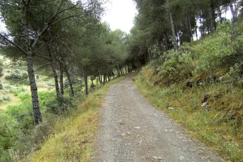 S_DelBronce%20%281%29.jpg