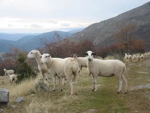 ganado%20ovino%20de%20la%20Sierra%20de%20Ventisqueros.jpg