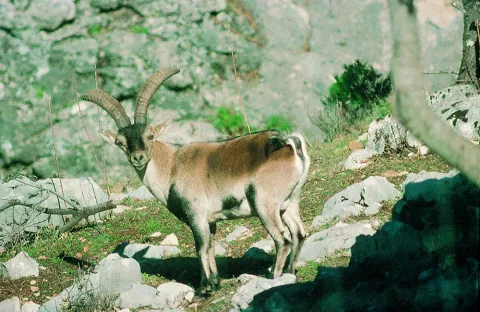Natu206.jpg