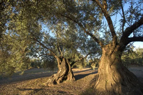 olivar-llano-motril.jpg