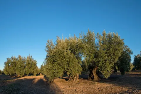 olivar-llano.jpg