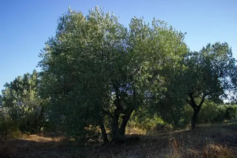 olive-tree-2026741__340.jpg