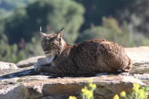 Tourlynx