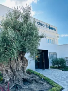 entrada_olivo-jpg