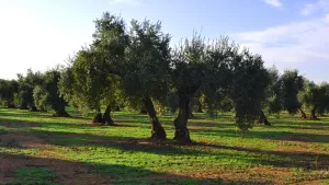 olivos1920x1080.jpg