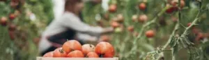 tomates-felices-teleplantacion-op7euqpil5hquoqmss4v3mnuq82eo2edyao308kd4w.png