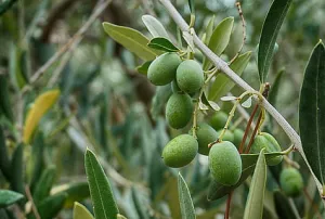 olives-olive-tree-olive-leaves-branch-green-thumbnail.jpg
