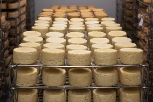 cheese-5125021_1920.jpg