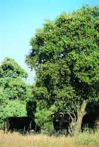 ac98228f-2488-787d-db70-e97367bff288?t=1603734785201