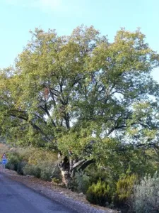 Quercus_faginea-400x533.jpg
