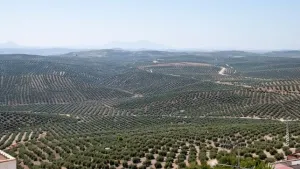 olivos%20%281%29.jpg