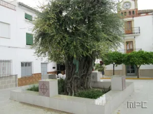 Olivo%20de%20Santiago%20de%20Calatrava3.jpg