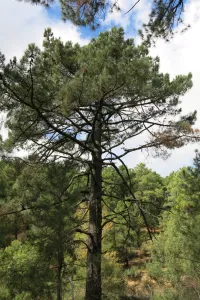 el-pino-laricio-pinus-nigra-el-pino-carrasco-pinus-halepensis-y-el-pino-resinero-pinus-pinaster-son-las-especies-resineras-por-excelencia-fundamentalmente-la-c3baltima.jpg