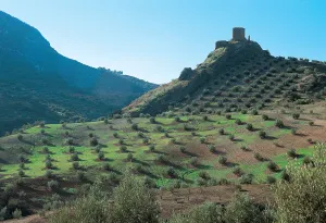 VIBORAS.jpg