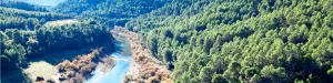 etapas-bosques.jpg