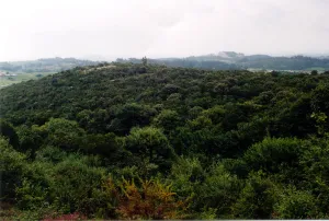 el-encinar-de-penas-negras.jpg